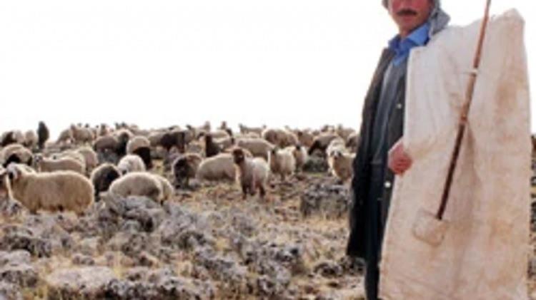 <p>"Bu d&ouml;nemde 100-120 bin lira arasında sezonluk &uuml;cret teklif etmemize rağmen &ccedil;oban bulmak &ccedil;ok zor. Eskiden gen&ccedil;ler bu işi yapıyordu, şimdi kimse yaylaya &ccedil;ıkmak istemiyor. Mecburen s&uuml;r&uuml;y&uuml; tek başımıza otlatıyoruz.</p>
