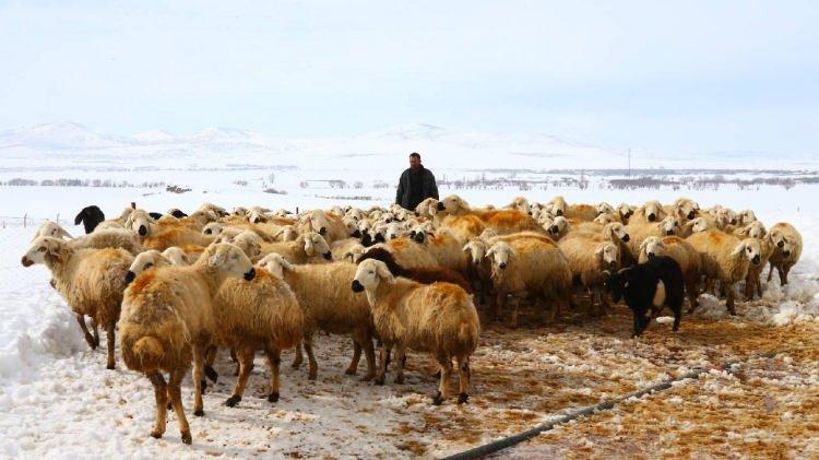 <p>&Ccedil;obanlık zor ve emek isteyen bir iş olduğu i&ccedil;in yapan kişi sayısı her yıl azalıyor. Hayvancılığa destek artarsa ve &ccedil;obanlara &ouml;zel teşvik verilirse bu meslek yeniden cazip hale gelebilir."</p>

<p>&nbsp;</p>
