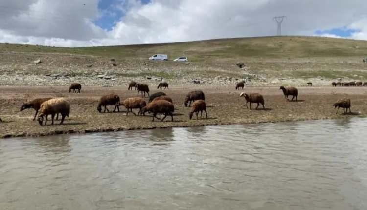 <p>Bahar aylarına girilmesiyle Patnos'taki yaylalarda hayvancılıkla ge&ccedil;imini sağlayan vatandaşlar son yıllarda artan &ccedil;oban sıkıntısından dert yanıyor.</p>
