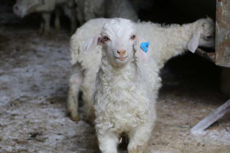 <p>2025 yılında 122 bin 104 ke&ccedil;iden elde edilen 128 bin 834 kilogram tiftik i&ccedil;in 55 milyon 592 bin 676 lira destek sağlandı.&nbsp;</p>
