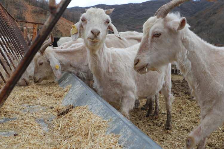 <p><span style="color:#A52A2A"><strong>35 MİLYON 144 BİN TL &Ouml;DEME YAPILDI&nbsp;</strong></span></p>

<p>&nbsp;</p>

<p>Ankara Ke&ccedil;isi Halk Elinde Islah Projesi kapsamında ise 48 bin 693 baş hayvan i&ccedil;in 35 milyon 144 bin lira &ouml;deme yapıldı.&nbsp;</p>
