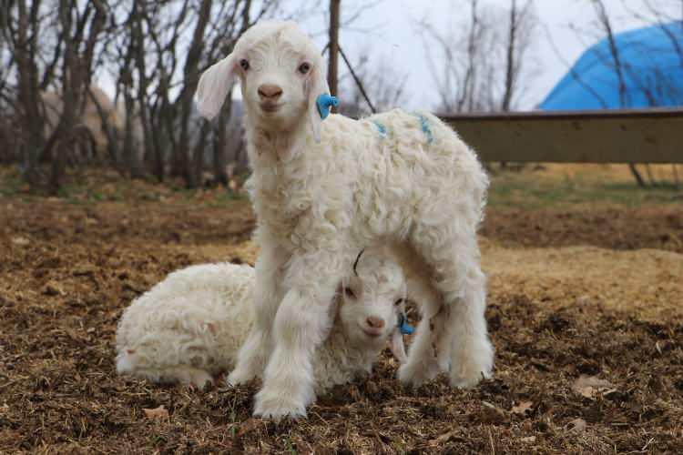 <p><span style="color:#A52A2A"><strong>"DEVLET DESTEKLERİ MOTİVASYON SAĞLIYOR"</strong></span></p>

<p>&nbsp;</p>

<p>Islah &ccedil;alışmalarına da değinen Uyar, &uuml;retimde kaliteyi artırmaya y&ouml;nelik sistemli bir &ccedil;alışma y&uuml;r&uuml;tt&uuml;klerini belirtti.</p>

<p>&nbsp;</p>

<p>Oğlakların doğar doğmaz tartıldığını ve k&uuml;pelendiğini belirten Uyar, <strong><em>&ldquo;</em></strong><strong><em>Tiftikleri &ouml;l&ccedil;&uuml;l&uuml;yor, numuneler alınıyor. Ana-baba kayıtlarına g&ouml;re damızlık se&ccedil;imleri yapıyoruz. Yaklaşık &uuml;&ccedil;te birini oğlakların damızlık olarak ayırıp kalanını satışa sunuyoruz. Bu şekilde kaliteyi artırmayı hedefliyoruz. Devlet destekleri sekt&ouml;rde &ouml;nemli bir motivasyon sağlıyor. İnşallah emek bizden destek devletimizden olmak &uuml;zere bu hayvanı ilelebet daim kılacağız. Ke&ccedil;ilerimizin t&uuml;ylerinden soft kumaş elde ediyoruz. </em></strong></p>

<p>&nbsp;</p>

<p><strong><em>Osmanlı zamanında saray k&uuml;lt&uuml;r&uuml;nde &ccedil;ok kullanılan bir şeydi zaten sof kumaş. Sağ olsun Sayın Emin Erdoğan'la birka&ccedil; kere defilelerinde de soft kumaş kullandık. Bunların tanıtım reklamını yapmaya &ccedil;alışıyoruz. Bu bizim dediğim gibi ata mirası. </em></strong></p>

<p>&nbsp;</p>

<p><strong><em>M&uuml;kemmel bir &uuml;r&uuml;ne sahibiz. Tekstil sekt&ouml;r&uuml;nde ger&ccedil;ekten kıymetli bir ham madde. Tabii bunu &ccedil;oğaltmamız lazım, rekoltemizi de artırmamız lazım. Bakanlığımız Ankara ke&ccedil;isi i&ccedil;in pozitif bir ayrımcılık g&ouml;steriyor.&rdquo;</em></strong> dedi.</p>

<p>&nbsp;</p>

<p><span style="color:#A52A2A"><strong><em>KAYNAK: DHA&nbsp;</em></strong></span></p>
