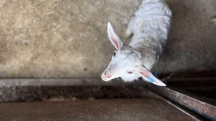 <p>G&uuml;nl&uuml;k hayatının b&uuml;y&uuml;k b&ouml;l&uuml;m&uuml;n&uuml; ke&ccedil;ilerle ge&ccedil;irdiğini anlatan Uyar, &uuml;retimin her aşamasında bizzat yer aldığını s&ouml;yledi.</p>

<p>&nbsp;</p>

<p>&Ouml;zellikle doğum d&ouml;nemlerinin en yoğun s&uuml;re&ccedil; olduğunu belirten Uyar, <strong><em>&ldquo;Sabah &ccedil;ok erken saatlerde kalkıyorum. Emzirme saatleri, aşıları, bakımlarıyla tek tek ilgileniyorum. Doğum zamanlarında neredeyse tamamen burada yaşıyorum. Gece &ccedil;iftlikte kaldığım g&uuml;nler oluyor. Doğum yapamayan ke&ccedil;ilere yardım ediyorum, s&uuml;t&uuml; olmayanların yavrularını besliyorum. &Ccedil;oğu zaman onların annesi gibi oluyorum. Kadınların elinin değdiği her şey g&uuml;zelleşiyor. </em></strong></p>

<p>&nbsp;</p>

<p><strong><em>Bu işi herkes yapabilir. Kadınlar &lsquo;erkek işi&rsquo; deyip geri durmasın. Ger&ccedil;ekten &ccedil;ok keyifli bir iş. Sevdikten sonra her şey &ccedil;ok g&uuml;zel oluyor. <span style="color:#A52A2A">Şu ana kadar 3 &ccedil;obanımıza istihdam sağladık. 6 yılda 1300 hayvan sayısına ulaştık. </span>Daha da b&uuml;y&uuml;mek istiyorum. Bu iş geliştik&ccedil;e daha fazla insanın ge&ccedil;im kaynağı olabilir.&rdquo; </em></strong>diye konuştu.</p>
