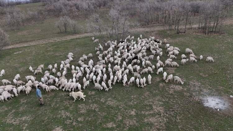 <p><span style="color:#A52A2A"><strong>6 YILDA 1300 HAYVANA ULAŞTI&nbsp;</strong></span></p>

<p>&nbsp;</p>

<p>Tekstil ve ev dekorasyonu sekt&ouml;r&uuml;ndeki işini bırakan Nazlı Uyar, <span style="color:#A52A2A"><strong><em>2020 yılında ıslah projesine başvurdu.&nbsp;</em></strong></span></p>

<p>Nazlı Uyar, &Ccedil;ubuk il&ccedil;esinde kurduğu &ccedil;iftliğinde 6 yılda 300 hayvan ile başladığı işte 1300 Ankara ke&ccedil;isine ulaştı.</p>
