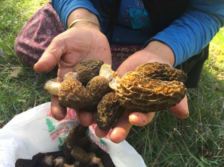 <p>Yağışların devam etmesi halinde hasadın mayıs ayı sonuna kadar s&uuml;rmesi bekleniyor.&nbsp;</p>
