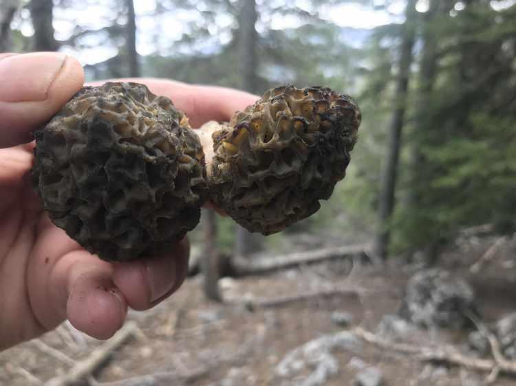 <p><span style="color:#A52A2A"><strong>Y&Uuml;KSEK RAKIMLI B&Ouml;LGELERDE YETİŞİYOR&nbsp;</strong></span></p>

<p>&nbsp;</p>

<p>İl&ccedil;ede &ouml;zellikle sedir ve ladin ağa&ccedil;larının bulunduğu nemli ve y&uuml;ksek rakımlı b&ouml;lgelerde yetişen kuzug&ouml;beği, diğer mantar t&uuml;rlerine g&ouml;re daha değerli olmasıyla &ouml;ne &ccedil;ıkıyor.</p>
