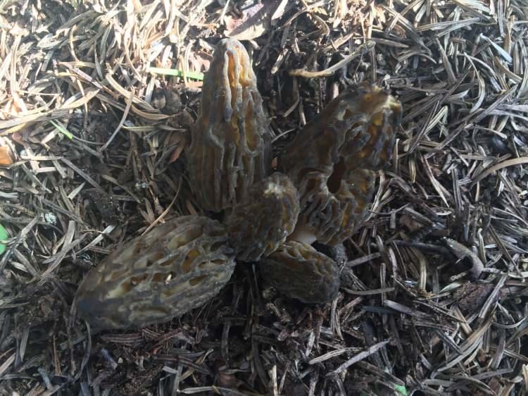 <p><span style="color:#A52A2A"><strong>İL&Ccedil;EDE NEREDEYSE İNSAN KALMIYOR</strong></span></p>

<p>&nbsp;</p>

<p>&Ccedil;oluk &ccedil;ocuk, gen&ccedil; yaşlı demeden herkesin katıldığı kuzug&ouml;beği mesaisi, <strong><em>adeta il&ccedil;ede hayatı durma noktasına getiriyor.</em></strong></p>
