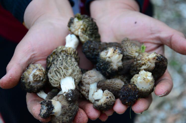 <p>Toros Dağları'nın bin ila bin 800 rakımları arasında yetişen kuzug&ouml;beğinin daha etli ve lezzetli olduğunu ifade eden Kara, sahil kesimlerinde yetişen mantarlarla arasında ciddi tat farkı bulunduğunu s&ouml;yledi.</p>
