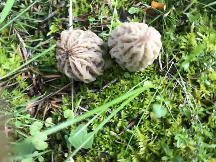 <p>Akseki kuzug&ouml;beğinin bu &ouml;zelliği nedeniyle daha &ccedil;ok tercih edildiği ve y&uuml;ksek fiyatlardan alıcı bulduğu vurgulanıyor.</p>
