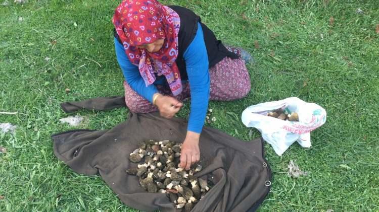 <p><span style="color:#A52A2A"><strong>"İLK &Ccedil;IKTIĞINDA KİLOSU 4 BİN LİRAYDI"</strong></span></p>

<p>&nbsp;</p>

<p>Fatma Kara (52), yaklaşık 40 yıldır kuzug&ouml;beği topladığını belirterek sezonun heyecanını şu s&ouml;zlerle anlattı:</p>

<p>&nbsp;</p>

<p><strong><em>"Bu mantarın zamanı gelince sabah erkenden eşim ve &ccedil;ocuklarımla birlikte dağlara &ccedil;ıkarız. Karış karış gezeriz. Bazen 1 kilo, bazen 5-6 kilo bulduğumuz olur. İlk &ccedil;ıktığında kilosu 4 bin liraydı, şimdi bin 500 liraya d&uuml;şt&uuml;".</em></strong></p>
