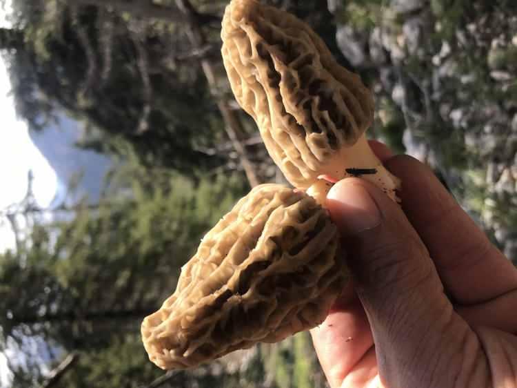 <p><span style="color:#A52A2A"><strong>KIŞLIK OLARAK DA HAZIRLANIYOR&nbsp;</strong></span></p>

<p>&nbsp;</p>

<p>Toplanan kuzug&ouml;beklerinin bir kısmı satılarak gelir elde edilirken, bir kısmı ise kurutularak kış ayları i&ccedil;in saklanıyor.&nbsp;</p>
