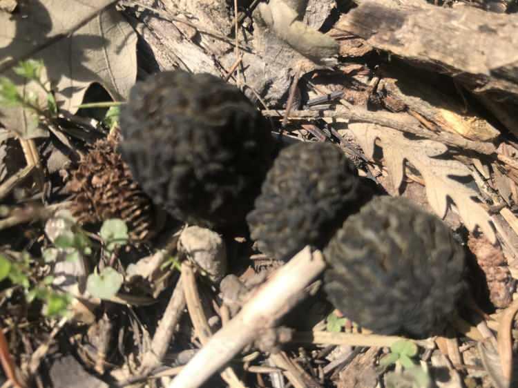 <p>Akseki'de kuzug&ouml;beği mantarı sezonu, genellikle nisan ayı ortasında başlar ve mayıs ayı sonlarına kadar devam eder.</p>
