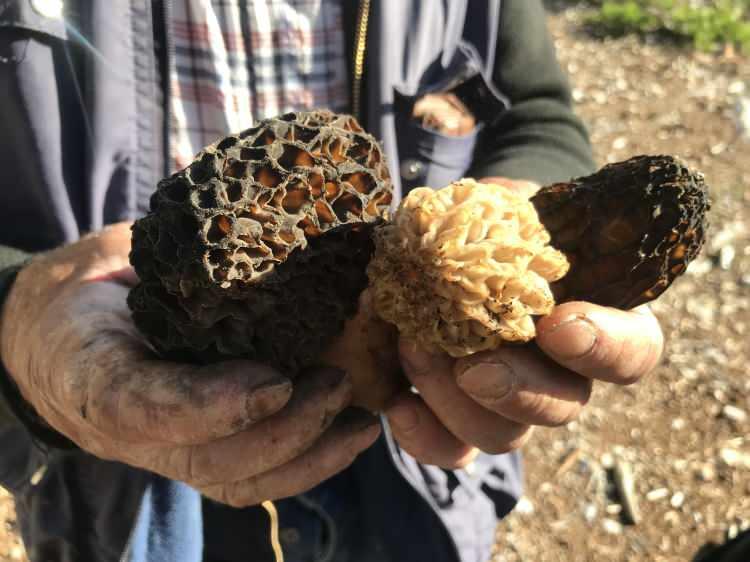 <p>Bahar yağmurları ve sedir/ladin ağa&ccedil; dipleri (&ouml;zellikle 8-12 derece toprak sıcaklığı) en verimli d&ouml;nemleri belirler.</p>

<p>&nbsp;</p>

<p>Toroslar'da bu değerli mantar, bahar aylarında yoğun olarak toplanır.&nbsp;</p>
