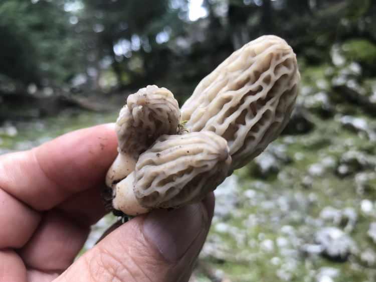 <p><span style="color:#A52A2A"><strong>ZEHİRLİ T&Uuml;RLERİ DE BULUNUYOR</strong></span></p>

<p>&nbsp;</p>

<p>Doğada yalancı kuzug&ouml;beği denilen zehirli t&uuml;rleri de bulunduğundan, toplama ve t&uuml;ketim aşamasında dikkatli olmak gerekir.</p>
