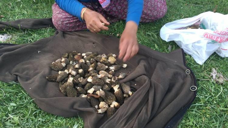<p>Akseki'de kısa s&uuml;ren ancak yoğun ge&ccedil;en kuzug&ouml;beği sezonu, b&ouml;lge halkı i&ccedil;in hem ekonomik hem de k&uuml;lt&uuml;rel bir değer olmayı s&uuml;rd&uuml;r&uuml;yor.</p>
