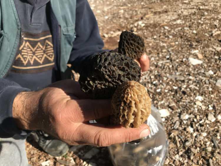 <p>&nbsp;Bu mantarın Latince adı 'Morchella esculenta'dır.</p>

<p>&nbsp;</p>

<p>Genellikle ilkbahar aylarında, &ouml;zellikle yağışlı d&ouml;nemlerden sonra ormanlık alanlarda, ağa&ccedil; diplerinde ve yanmış b&ouml;lgelerde bulunur.</p>
