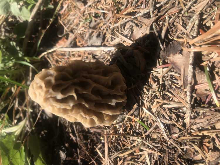 <p><span style="color:#A52A2A"><strong>40 &Ccedil;EŞİDİ BULUNUYOR</strong></span></p>

<p>&nbsp;</p>

<p>Kuzug&ouml;beği mantarının d&uuml;nyada yaklaşık 40 &ccedil;eşidi bulunmakta.</p>

<p>&nbsp;</p>

<p>T&uuml;rkiye'de ise 10 ila 15 t&uuml;r&uuml; doğal olarak yetişmektedir.</p>

<p>&nbsp;</p>

<p>Toroslardan başlayarak Akdeniz, Ege, Karadeniz ve Doğu Anadolu ormanlarından toplanır.</p>

<p>&nbsp;</p>

<p>&Ouml;zellikle Ege ve Akdeniz B&ouml;lgelerinde yaygın olarak tanınan, t&uuml;ketilen ve pazarlarda satılan ve nadir bulunan bir mantar t&uuml;r&uuml;d&uuml;r.</p>

<p>&nbsp;</p>

<p><em><strong>KAYNAK: İHA&nbsp;</strong></em></p>
