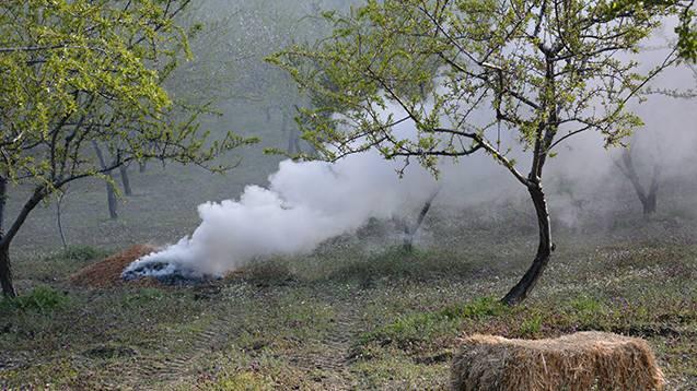 <p>Manisa'nın Demirci il&ccedil;esinde hava sıcaklıklarının sıfırın altında 3 dereceye kadar d&uuml;şmesi nedeniyle badem &uuml;reticileri, &uuml;r&uuml;nlerini korumak amacıyla dumanlama y&ouml;ntemi kullanarak, bah&ccedil;elerinde <strong><em>"zirai don n&ouml;beti"</em></strong> başlattı. İşte ilgin&ccedil; y&ouml;ntem ve etkileri...</p>
