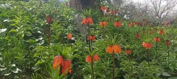 <p><span style="color:#B22222"><strong>700 BİN TL CEZASI VAR</strong></span></p>

<p>&nbsp;</p>

<p>Yaklaşık bir aylık &ouml;m&uuml;rleri olan &ccedil;i&ccedil;ekler, ilkbaharın m&uuml;jdecisi olarak kabul ediliyor. Endemik t&uuml;r&uuml; koparanlara ise 700 bin liraya kadar idari para cezası uygulanıyor.</p>
