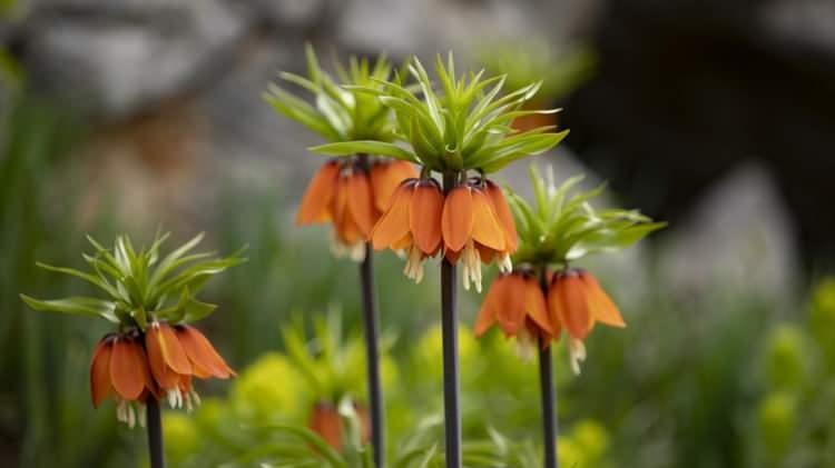 <p><span style="color:#B22222"><strong>&lsquo;HERKESİN G&Ouml;RMESİNİ İSTİYORUZ&rsquo;</strong></span></p>

<p>Pervari il&ccedil;esine bağlı G&uuml;le&ccedil;ler k&ouml;y&uuml;ndeki mezarlık alanında yoğun olarak g&ouml;r&uuml;len ters laleler, b&ouml;lge halkı ve doğaseverlerin ilgisini &ccedil;ekerken, ziyaret&ccedil;iler doğal ortamında a&ccedil;an &ccedil;i&ccedil;ekleri fotoğladı. Ters laleleri g&ouml;r&uuml;nt&uuml;leyen doğaseverlerden İbrahim Kayran, &ldquo;Sadece b&ouml;lgemizde yetişen bu endemik &ccedil;i&ccedil;ekler, aynı zamanda mezarlığımıza ve k&ouml;y&uuml;m&uuml;ze g&uuml;zel bir renk katıyor. Her yıl nisan ve mayıs aylarında boy veren bu nadide &ccedil;i&ccedil;ekleri g&ouml;rmek bizleri mutlu ediyor. Bu g&uuml;zellikleri herkesin g&ouml;rmesini istiyoruz&rdquo; dedi.&nbsp;</p>
