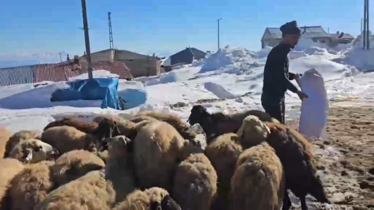 Bir mahalle nisan ayında kara g&ouml;m&uuml;ld&uuml;: Beyaz &ouml;rt&uuml; 3 metreyi aştı