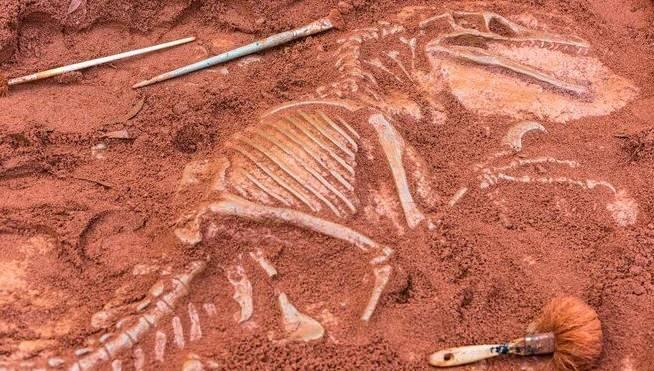 <p><strong>Bilim insanları, yapılan &ccedil;alışmalarda papağan benzeri gagaya sahip yeni bir s&uuml;r&uuml;ngen t&uuml;r&uuml; tanımlandıklarını duyurdu. Keşfedilen bu yeni t&uuml;re "Isodapedon varzealis" adı verildi.</strong></p>
