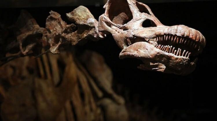 <p><strong>Triyas d&ouml;nemine ait s&uuml;r&uuml;ngenlerin &ccedil;eşitliliği hakkında yeni bilgiler sunan keşif, t&uuml;m d&uuml;nyada geniş yankı uyandırdı.</strong></p>

<p><span style="color:#FF0000"><strong>(G&Ouml;RSELLER TEMSİLİDİR)</strong></span></p>
