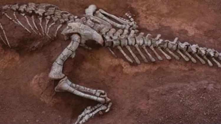 <p><span style="color:#FF0000"><strong>YENİ S&Uuml;R&Uuml;NGEN T&Uuml;R&Uuml; KEŞFEDİLDİ</strong></span></p>

<p><strong>Royal Society Open Science dergisinde yayımlanan bulgulara g&ouml;re; s&ouml;z konusu d&ouml;rt ayaklı ot&ccedil;ul hayvanın tahmini uzunluğu 1,2 ila 1,5 metre civarında. Bilim insanları, hayvanın sivri gagasını bitkileri kesmek ve k&ouml;kleri kazmak i&ccedil;in kullandığını d&uuml;ş&uuml;nd&uuml;klerini belirtti.</strong></p>
