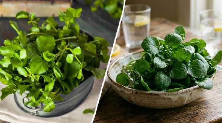 D&uuml;nyanın en sağlıklı yeşilliği belli oldu! G&ouml;z sağlığını destekliyor, kalbi koruyor