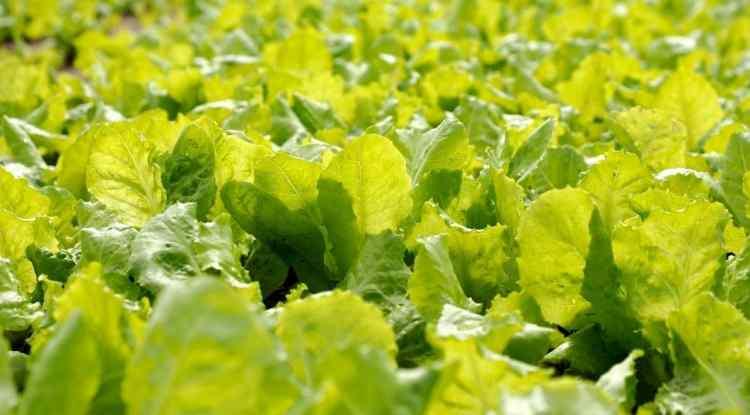 <p><strong>İ&ccedil;eriğinde yer alan vitamin, mineral ve lifler ile sindirim sistemi i&ccedil;in eşsiz bir besin kaynağı olan marul, "en sağlıklı yeşillikler" arasına adını yazdırıyor.</strong></p>
