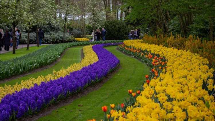 <p><strong>&nbsp;Hollanda'nın Lisse kentinde yer alan bah&ccedil;e, toplamda 32 hektarlık bir alanda &ccedil;eşit &ccedil;eşit lalelerin g&ouml;rkemli dokusunu g&ouml;zler &ouml;n&uuml;ne seriyor.</strong></p>
