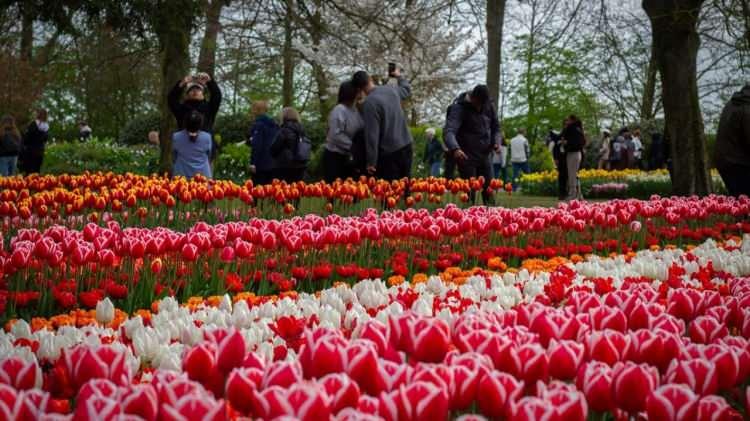<p><strong>Renklerin ahenkle dans ettiği, mis kokulu lalelere ev sahipliği yapan d&uuml;nyanın en b&uuml;y&uuml;k lale bah&ccedil;elerinden "Keukenhof", her yıl milyonlarca ziyaret&ccedil;iye kapılarını aralıyor.</strong></p>
