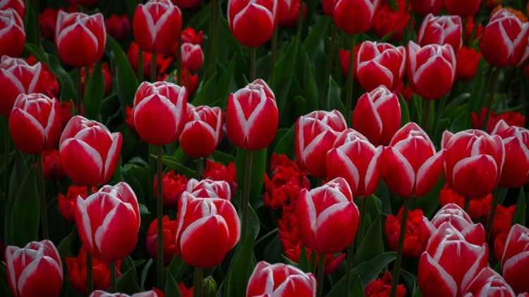 <p><strong>&Ouml;zellikle nisan ayı ortasında eşsiz g&uuml;zelliğe b&uuml;r&uuml;nen bah&ccedil;e, mart ve mayıs d&ouml;nemlerinde 8 hafta boyunca ziyaret&ccedil;ilerini ağırlıyor.&nbsp;</strong></p>
