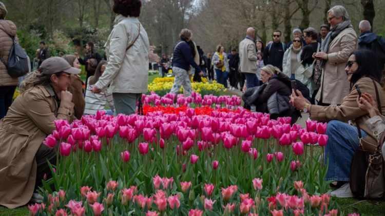 <p><strong>Keukenhof'un tarihi 15'nci y&uuml;zyıla uzanırken s&ouml;z konusu b&ouml;lge bir d&ouml;nemin soylularından Jacoba van Beieren tarafından Teylingen Kalesi&rsquo;nin mutfağı i&ccedil;in av sahası olarak kullanılıyordu.</strong></p>

