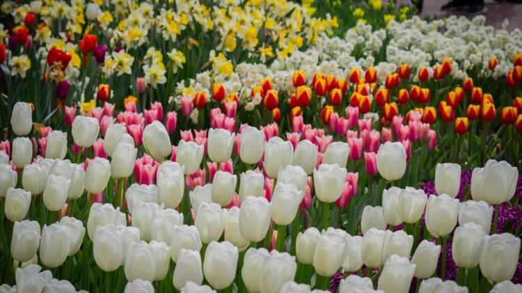 <p><strong>Bah&ccedil;enin bug&uuml;nk&uuml; peyzajının temelleri ise 1857 yılında, Vondelpark'ı da tasarlayan peyzaj mimarları Jan David Zocher ve oğlu Louis Paul Zocher tarafından ger&ccedil;ekleştirildi.</strong></p>
