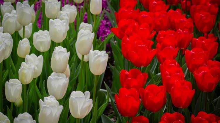 <p><strong>İngiliz peyzaj stilinde yeniden d&uuml;zenlenen bah&ccedil;enin modern anlamda doğuşu ise 1949 yılında &ouml;nde gelen 20 &ccedil;i&ccedil;ek soğanı &uuml;reticisi ve ihracat&ccedil;ısının baharı simgeleyen &ccedil;i&ccedil;ekleri sergileme fikriyle ortaya &ccedil;ıktı.</strong></p>
