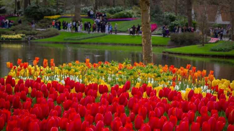 <p><span style="color:#FF0000"><em><strong>Hollanda'nın Lisse kasabasında yer alan ve "d&uuml;nyanın en b&uuml;y&uuml;k &ccedil;i&ccedil;ek bah&ccedil;elerinden" biri olarak nam salan Keukenhof Bah&ccedil;esi, bu yıl 77'nci kez ziyaret&ccedil;ilerine g&ouml;rsel bir ş&ouml;len sunmaya başladı. Rengarenk lalelerin g&ouml;z kamaştırdığı bah&ccedil;e, d&uuml;nyanın d&ouml;rt bir yanından yoğun ilgi g&ouml;r&uuml;yor.</strong></em></span></p>
