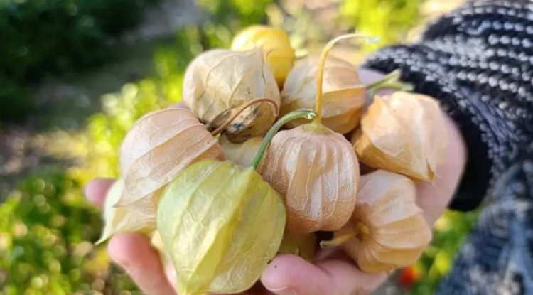 <p><span style="color:#B22222"><em><strong>Son yıllarda sağlıklı yaşamın olmazsa olmazları arasında g&ouml;sterilen egzotik bir meyve, her tanesinde şifa barındırıyor. Dışındaki incecik kağıdımsı kabuğun altında sağlık i&ccedil;in eşsiz etkiler taşıyan bu meyveyle tanışmaya hazır mısınız?</strong></em></span></p>
