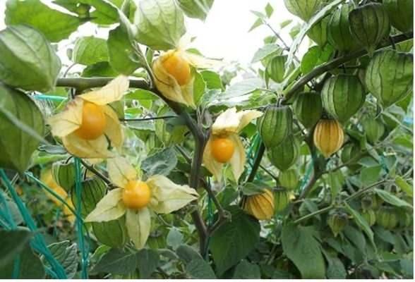 <p><strong>K&uuml;&ccedil;&uuml;k boyutuna rağmen besin değerleri a&ccedil;ısından olduk&ccedil;a yoğun bir meyve olan "Altın &Ccedil;ilek", i&ccedil;eriğindeki vitaminler, mineraller ve antioksidanlar sayesinde adeta koruma kalkanı g&ouml;revi &uuml;stleniyor.</strong></p>
