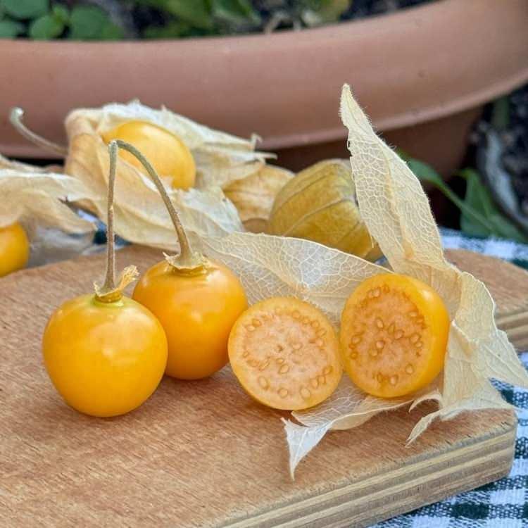 <p><span style="color:#FF0000"><strong>ANTİOKSİDAN VE C VİTAMİNİ ZENGİNİ</strong></span></p>

<p><strong>C vitamini zengini olan altın &ccedil;ilek, g&uuml;&ccedil;l&uuml; bir antioksidan deposu. Tadıyla da &ccedil;ok sevilen meyve, h&uuml;creleri serbest radikallere karşı koruyarak yaşlanma etkilerini azaltır ve kronik hastalıkların oluşma riskini de minimuma d&uuml;ş&uuml;rmeye yardımcı olur.</strong></p>
