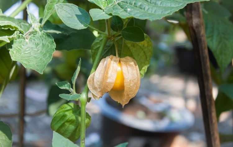 <p><strong>Doğa ve toprağın sunduğu zenginlikler, sağlıklı bir yaşamın en &ouml;nemli anahtarlarından birini oluşturuyor. Vitamin, mineral deposu meyve ve sebzeler &ouml;zellikle sağlık i&ccedil;in b&uuml;y&uuml;k bir fayda sağlarken bu hazinelerden biri var ki ilk bakışta sararmış, kurumuş yapraklardan &ouml;r&uuml;lm&uuml;ş minik ve zarif bir feneri andırıyor.</strong></p>
