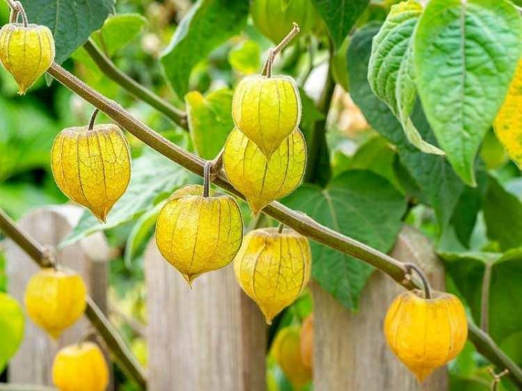 <p><strong>Doğa ve toprağın sunduğu zenginlikler, sağlıklı bir yaşamın en &ouml;nemli anahtarlarından birini oluşturuyor. Vitamin, mineral deposu meyve ve sebzeler &ouml;zellikle sağlık i&ccedil;in b&uuml;y&uuml;k bir fayda sağlarken bu hazinelerden biri var ki ilk bakışta sararmış, kurumuş yapraklardan &ouml;r&uuml;lm&uuml;ş minik ve zarif bir feneri andırıyor.</strong></p>
