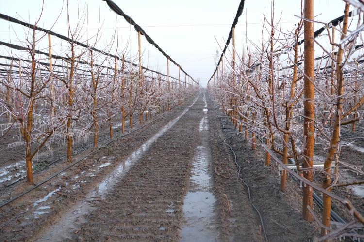 <p>Kayseri'nin Yahyalı il&ccedil;esinde elma &uuml;reticisi Ahmet Sarı&ccedil;i&ccedil;ek, kuyu suyunu p&uuml;sk&uuml;rtt&uuml;ğ&uuml; ağa&ccedil;larını dondurarak "zirai dona" karşı dikkat &ccedil;eken bir koruma y&ouml;ntemi kullandı. <strong><em>İşte ilgin&ccedil; y&ouml;ntem ve etkileri...</em></strong></p>

