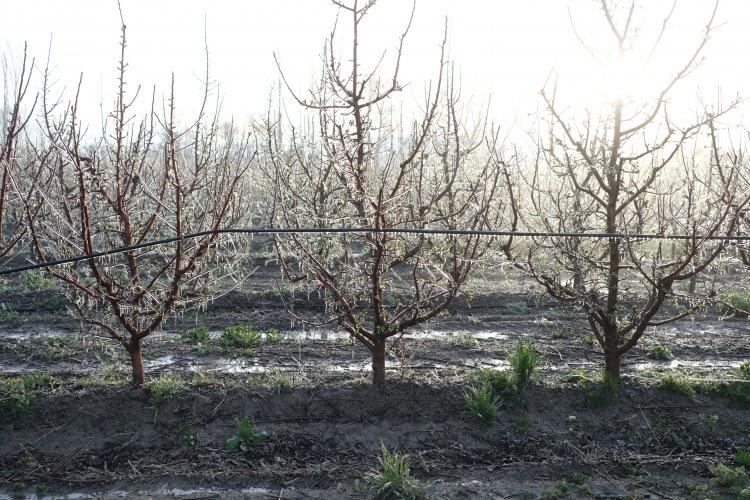 <p><span style="color:#A52A2A"><strong>&Ccedil;İ&Ccedil;EKLERİ DONDURDU&nbsp;</strong></span></p>

<p>&nbsp;</p>

<p>T&uuml;rkiye'nin &ouml;nemli elma &uuml;retimi olan il&ccedil;elerinden Yahyalı'da &ccedil;ift&ccedil;iler, hava sıcaklıklarının sıfırın altına d&uuml;şmesi ile ağa&ccedil;ların &uuml;zerine su p&uuml;sk&uuml;rt&uuml;p, &ccedil;i&ccedil;ek/meyve &uuml;zerinde buz oluşturma y&ouml;ntemi olan <strong><em>'Spring'e</em></strong> başladı.</p>
