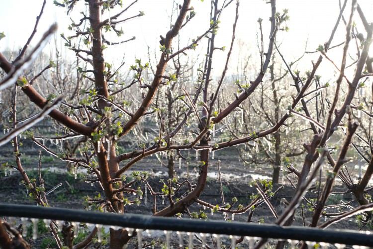 <p>İl&ccedil;eye bağlı Mustafabeyli Mahallesi Soğla mevkisinde yaklaşık <span style="color:#A52A2A"><strong><em>4 bin elma ağacının bulunduğu bah&ccedil;esine 'Spring' sistemi uygulayan</em></strong></span> Ahmet Sarı&ccedil;i&ccedil;ek, ş&ouml;yle konuştu:&nbsp;</p>
