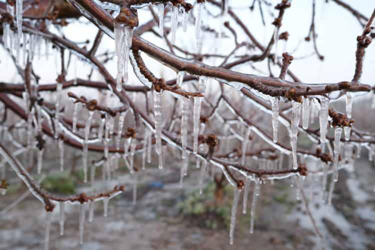 <p><strong><em>Spring sistemi tedbirlerimizi &ouml;ne aldık. Bah&ccedil;elerimize uygulamalarımızı yaptık. Ağa&ccedil;larımızı, kuyularımızdan &ccedil;ıkan sularla dondurduk. &Ccedil;i&ccedil;ek g&ouml;zlerimiz şu anda don."</em></strong></p>
