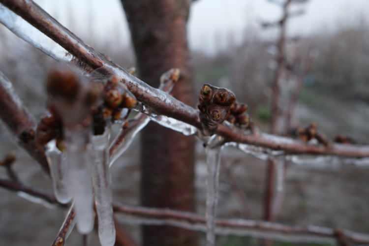 <p>"BAH&Ccedil;ELERİMİZDE YATIP KALKIYORUZ"</p>

<p>&nbsp;</p>

<p>Don olayının şu anda ağa&ccedil;lara ne t&uuml;r bir zarar verdiğini tespit edemediklerini aktaran Sarı&ccedil;i&ccedil;ek, <em><strong>"İşin uzmanları tespitlerini yapacaklardır. Yapamayan bah&ccedil;elerde bence kısmi bir zarar vardır. Bu işlerin detaylı olarak sigorta boyutu da var.&nbsp;Ge&ccedil;en yıl yaklaşık 60-65 ilimizde don olayı olmuştu. Bu yıl da aynı şekilde tekerr&uuml;r etti. Doğayla zıtlaşmaya gerek yok."</strong></em> dedi.</p>

<p>&nbsp;</p>
