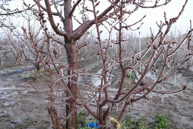 <p>&Ouml;nlemlerini alacaklarını belirten&nbsp;Sarı&ccedil;i&ccedil;ek, sz&ouml;lerini ş&ouml;yle tamamladı:&nbsp;</p>

<p>&nbsp;</p>

<p><strong><em>"İklimlerimiz değişiyor. Biz de elimizden gelen tedbirimizi alarak suyla dondurma y&ouml;ntemini uyguladık. İnşallah g&uuml;zel bir sonu&ccedil; alırız diye &uuml;mit ediyoruz. Belirli bir dereceye kadar kuyudan &ccedil;ıkan suyun sıcaklığıyla koruma sağlayabiliyoruz.</em></strong></p>
