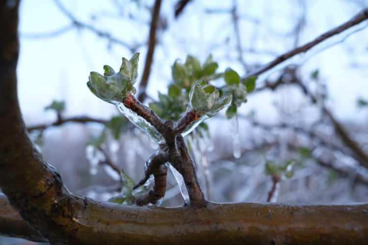 <p>Soğuk havanın etkisiyle suyun buza d&ouml;n&uuml;şt&uuml;r&uuml;l&uuml;p, &ccedil;i&ccedil;ek g&ouml;z&uuml;n&uuml;n ısısını artırmayı hedeflendiği y&ouml;ntem, <span style="color:#A52A2A"><strong><em>bir&ccedil;ok &ccedil;ift&ccedil;i tarafından tercih edildi.</em></strong></span></p>
