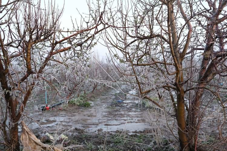 <p><strong><span style="color:#A52A2A">4 G&Uuml;ND&Uuml;R BAH&Ccedil;EDE N&Ouml;BET TUTULUYOR</span>&nbsp;</strong></p>

<p>&nbsp;</p>

<p><strong><em>Bu uygulama b&ouml;lgemizde yoğun olarak kullanılıyor. &Ccedil;ift&ccedil;imiz de 4 g&uuml;nd&uuml;r bah&ccedil;elerinde n&ouml;betlerini tutuyorlar. Adeta bah&ccedil;elerimizde yatıp, kalkıyoruz. &Ccedil;&uuml;nk&uuml; bu bizim rızkımız. Bekleyip &uuml;retim yapmak zorundayız."</em></strong></p>
